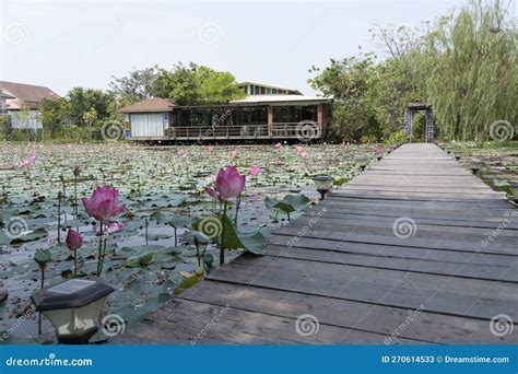 De Lotusvijver! Een Vertederend Tafereel van Betoverende Schoonheid en Serene Harmonie