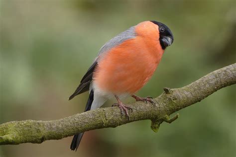  De “Schrijnende Vogels” Een Vluchtig Moment van Elegie en Gedetailleerde Pracht!